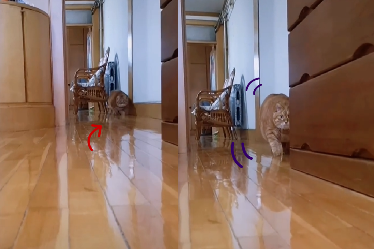 圓滾滾大橘「神祕小碎步」悄悄前進，在想什麼呢！（圖／Tiktok@auroragorman412）