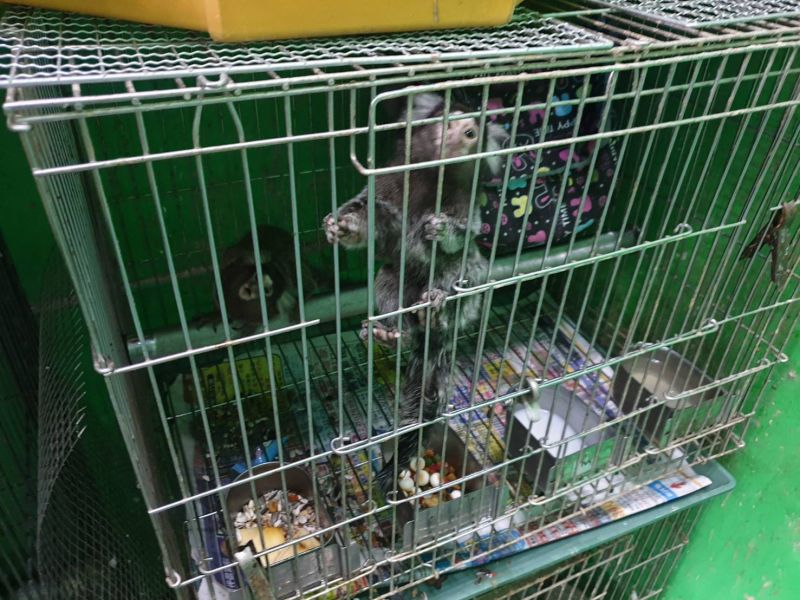 南檢破獲野生動物盜賣集團 主嫌遭羈押