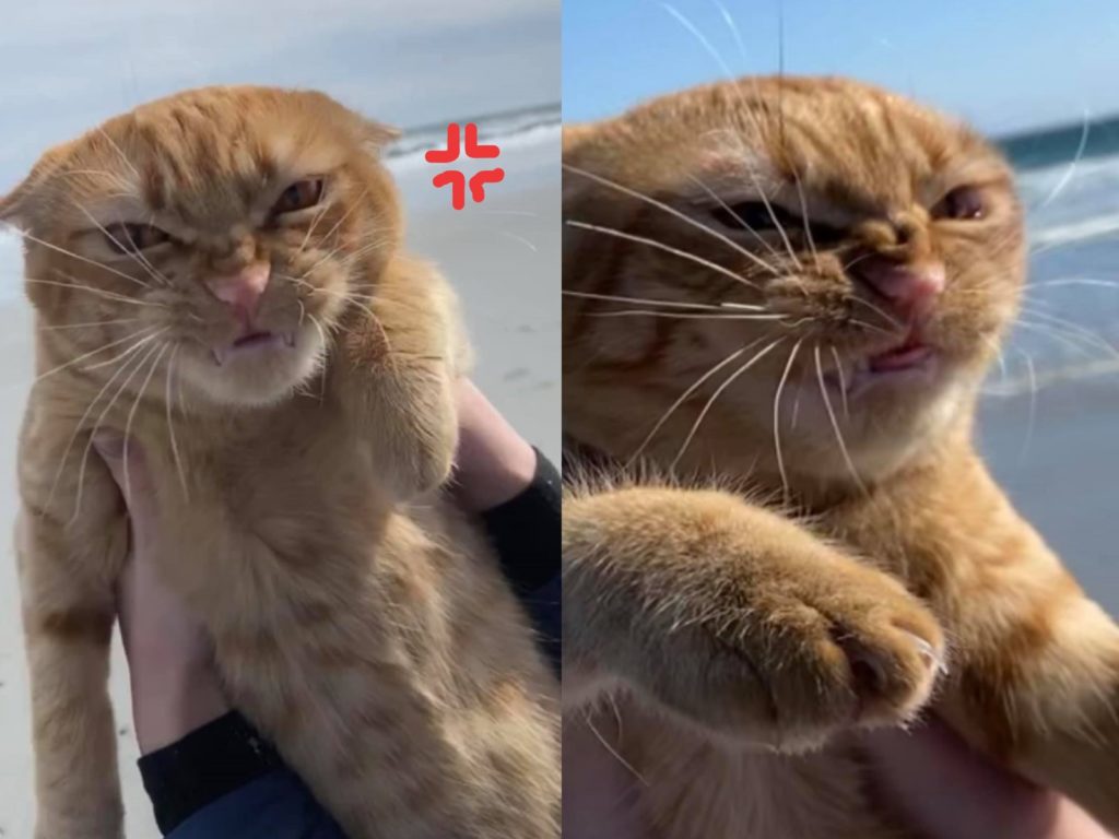 國外一隻橘貓非常討厭吹風（圖／FB@PumpKin the Cat official）