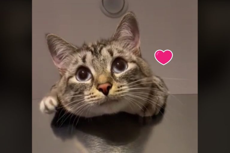 萌貓睜大雙眼趴冰箱　兩隻小手「開掌花打節拍」網：太可愛！
