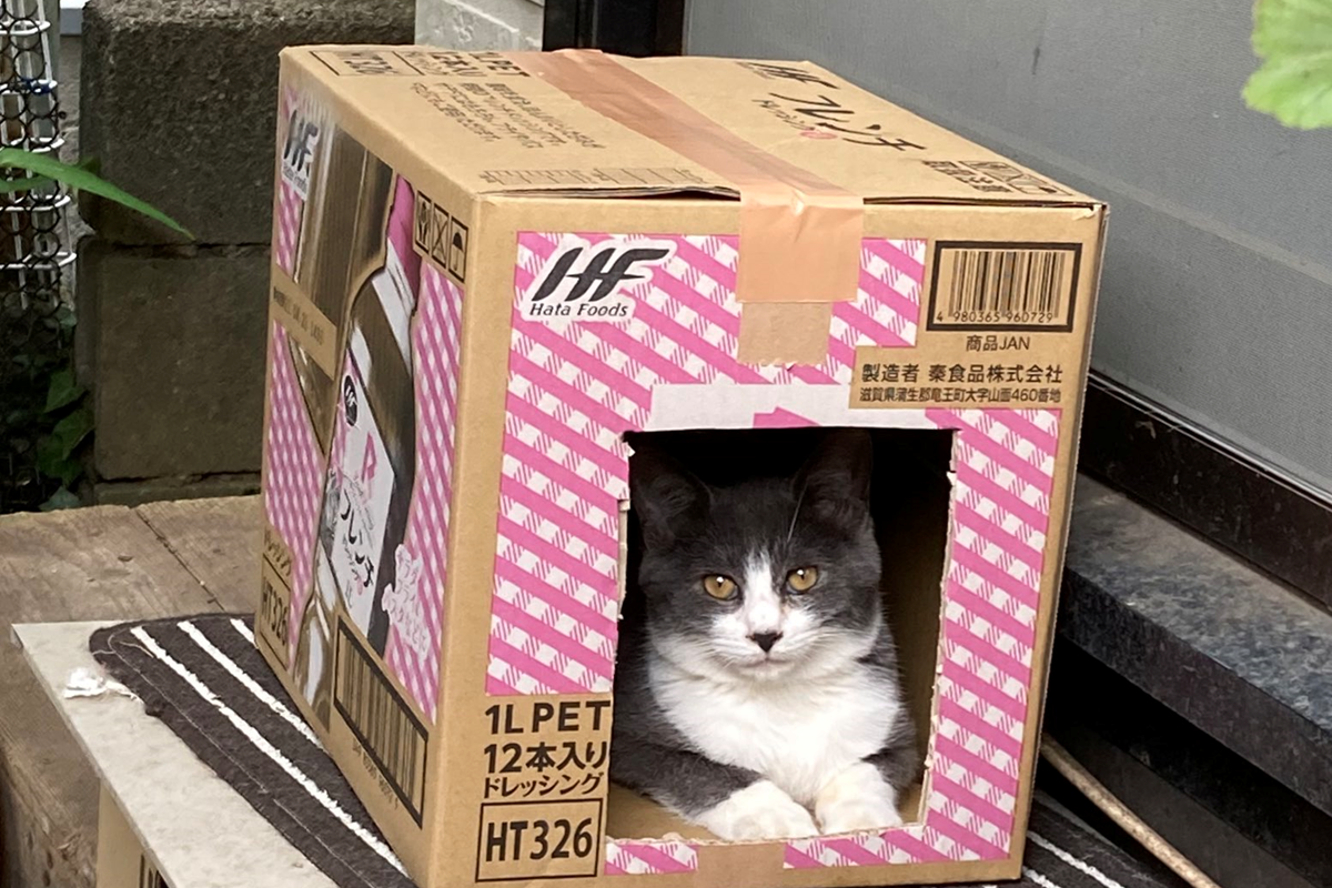 當貓坐在紙箱貓屋內，卻突然感覺到背後毛毛的！（圖／Twitter@HICKY5656）