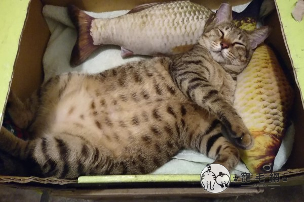 影／虎斑貓躺紙箱饋魚抱枕　媽嘆：每天睡到不省貓事！