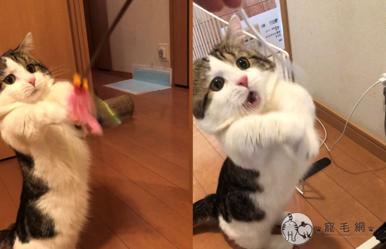 日本一隻短腿貓，玩逗貓棒的得失心非常重！（圖／Twitter@raichanniki授權）