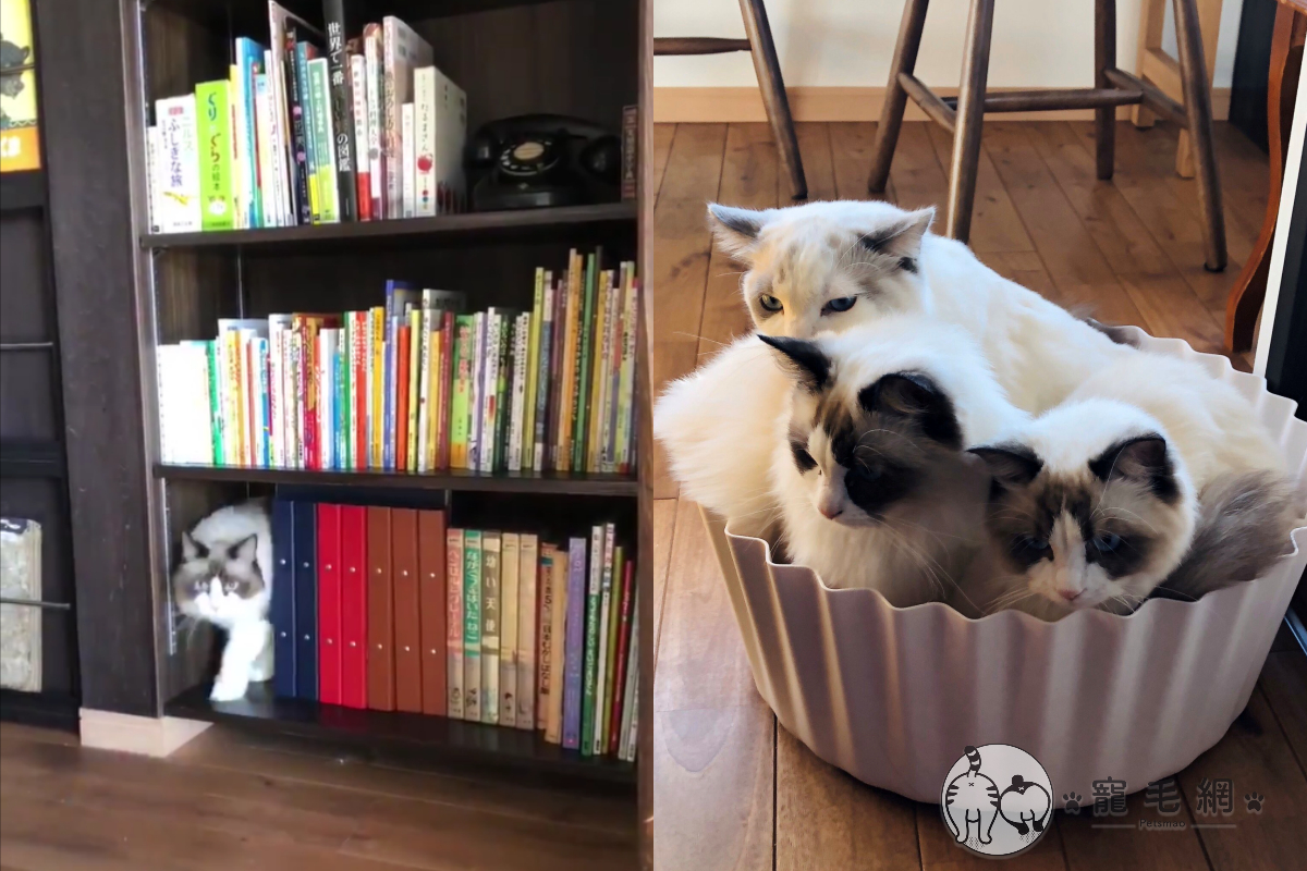 不斷有貓咪、咚咚咚從書櫃走出來，到底是怎麼回事？（圖／Twitter@yamaneko_coffee授權）
