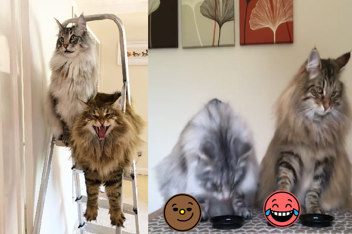 兩隻貓貓「狂按服務鈴」，左右輪流一直餵！（圖／Instagram@bear.milo）