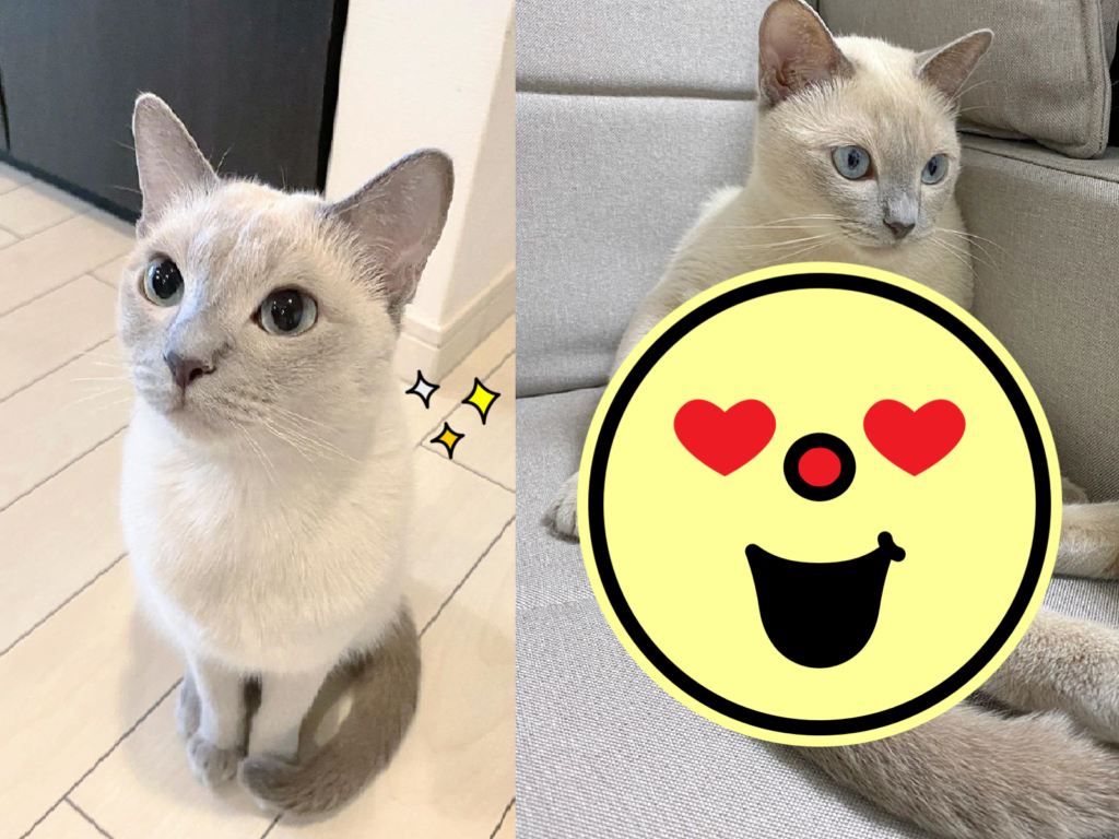 透明系白貓慵懶坐，前後反差迷惑網友！（圖／Instagram＠mint.marine.kanon）