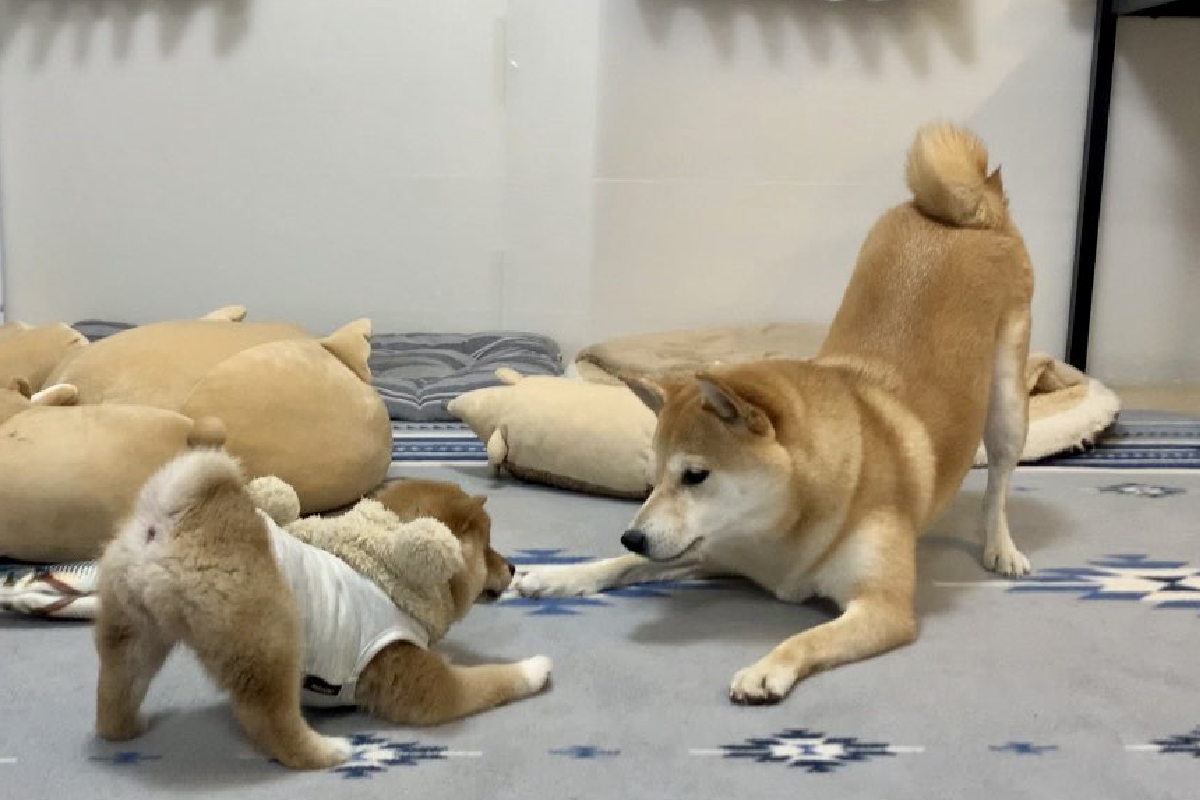 大小柴面對面「趴地對峙」，場面非常好笑！（圖／Twitter@shiba_kinako_o）