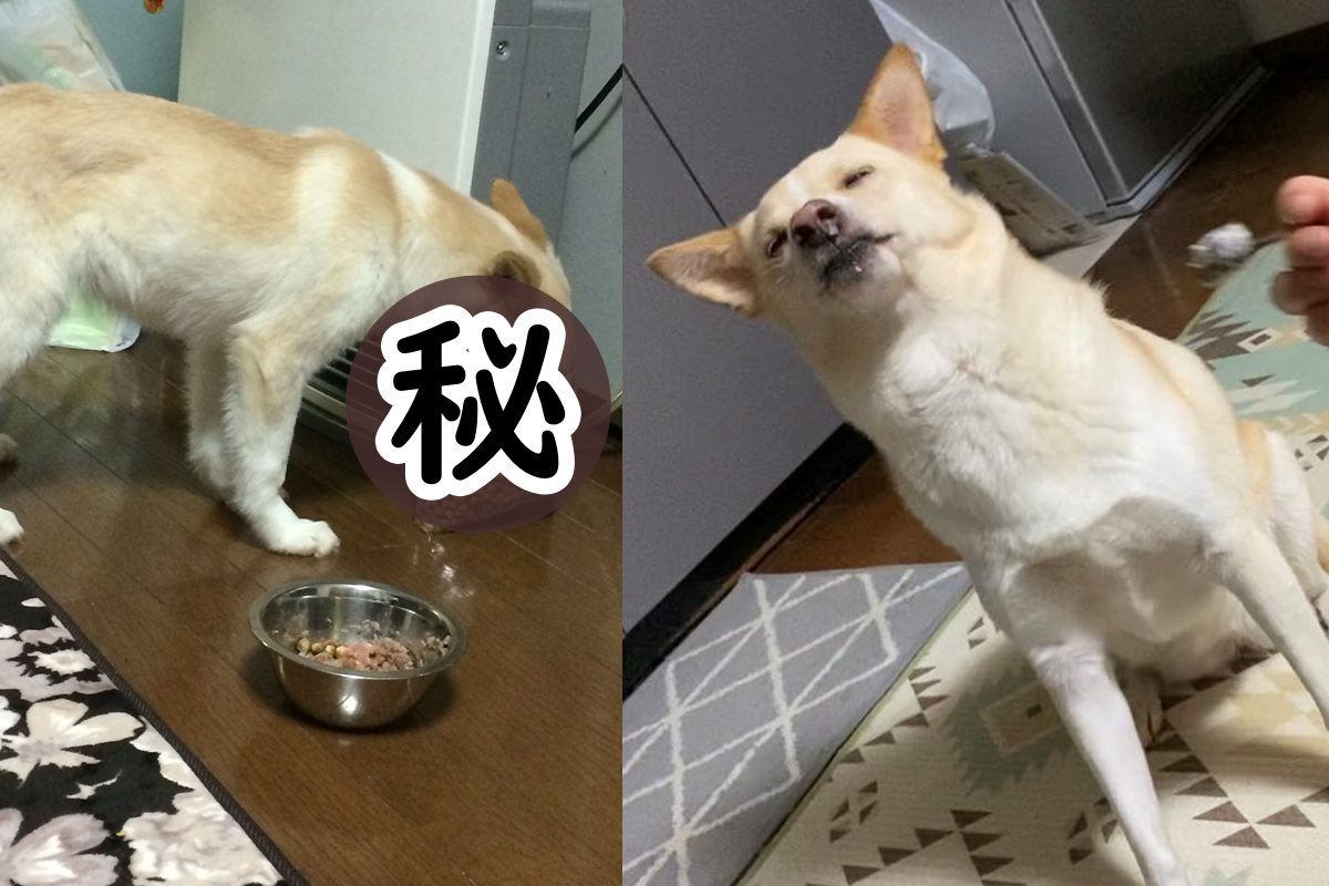 日本一隻白汪忽視裝好飼料的碗，反而一頭鑽進飼料袋開吃！（圖／Twitter@malon_inu）
