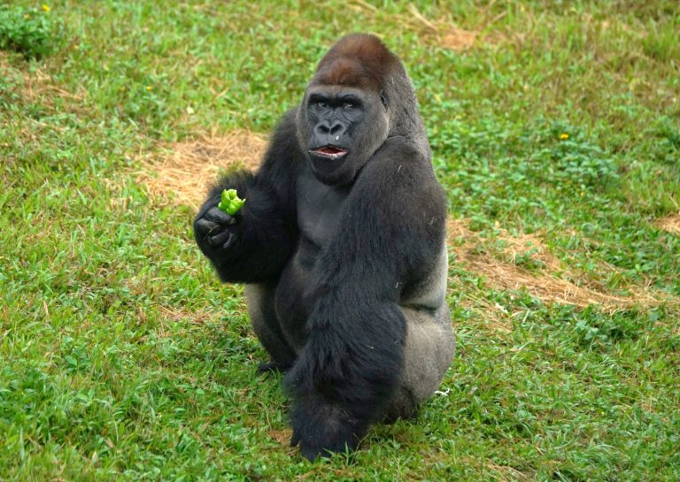 動物園喜迎「金剛寶寶」　命名活動開跑！