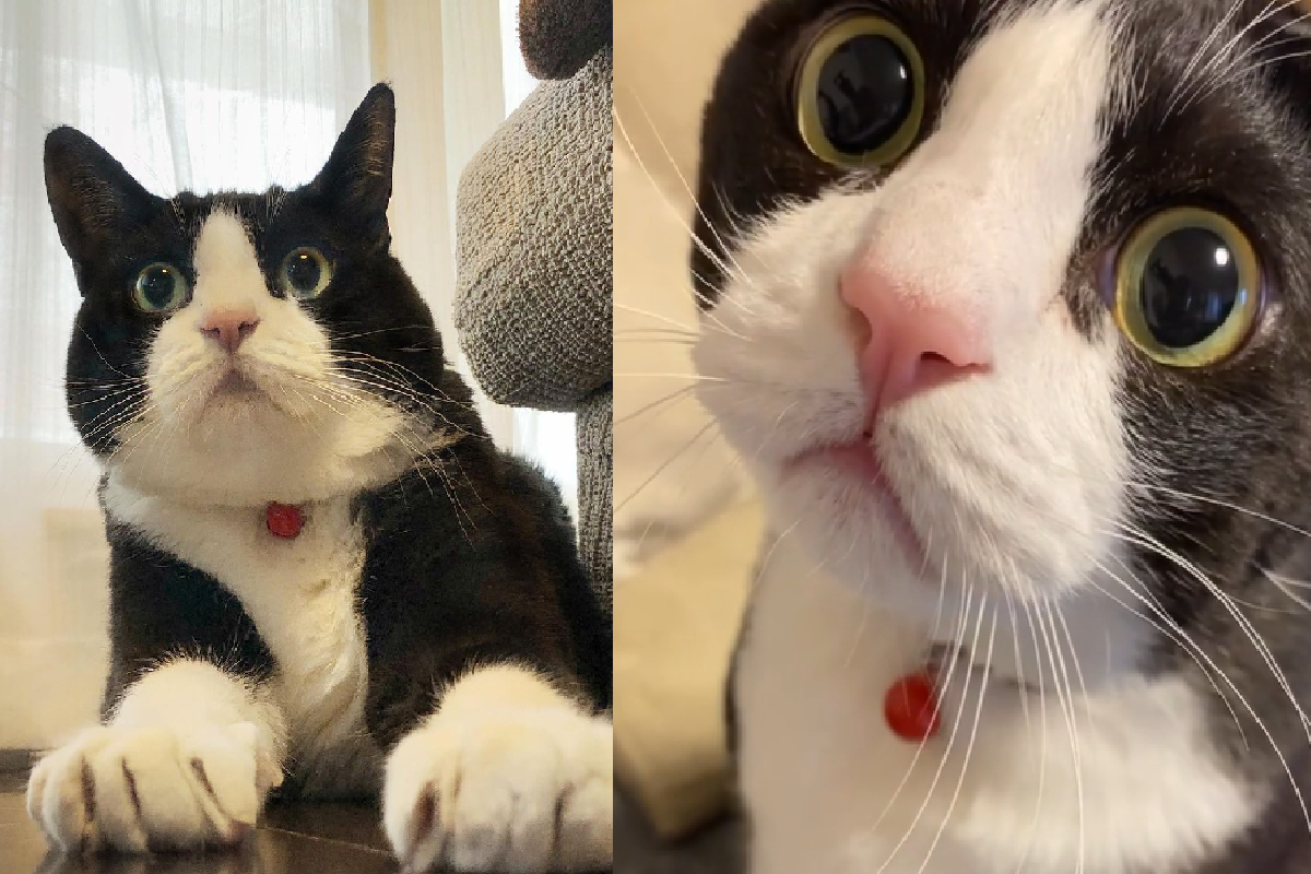 奶牛貓站立手搭床沿，大眼直盯「稚嫩奶叫」要早餐！（圖／Instagram＠ikura.36）