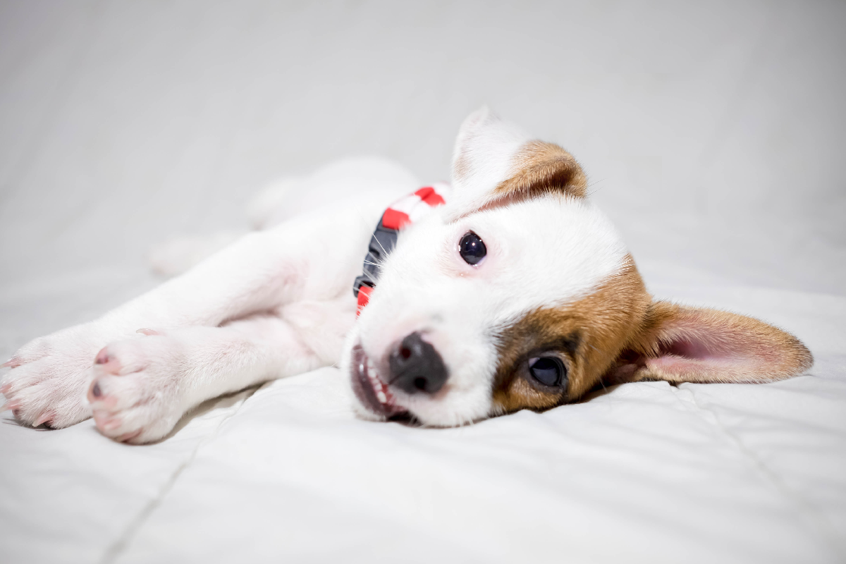寵物發燒該怎麼辦？（圖／shutterstock）