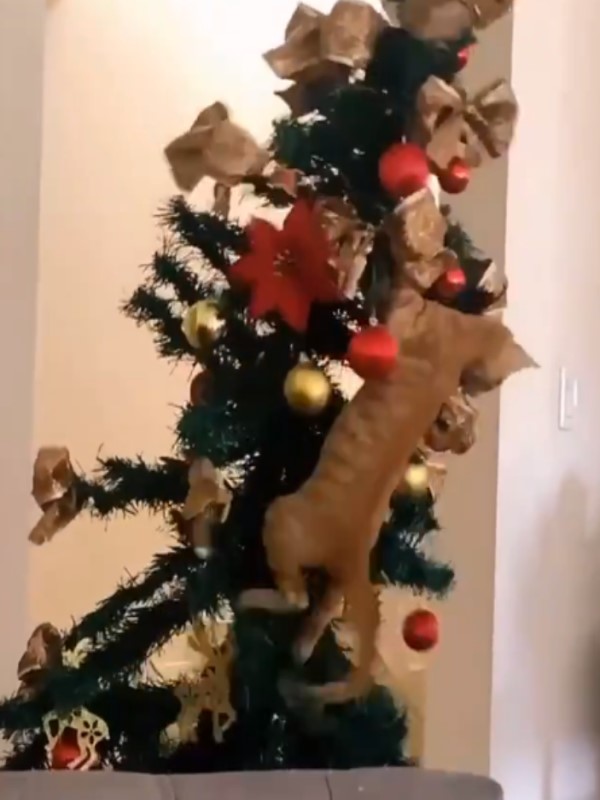 貓咪爬聖誕樹想攻頂　下秒慘摔網笑：搶孤嗎？