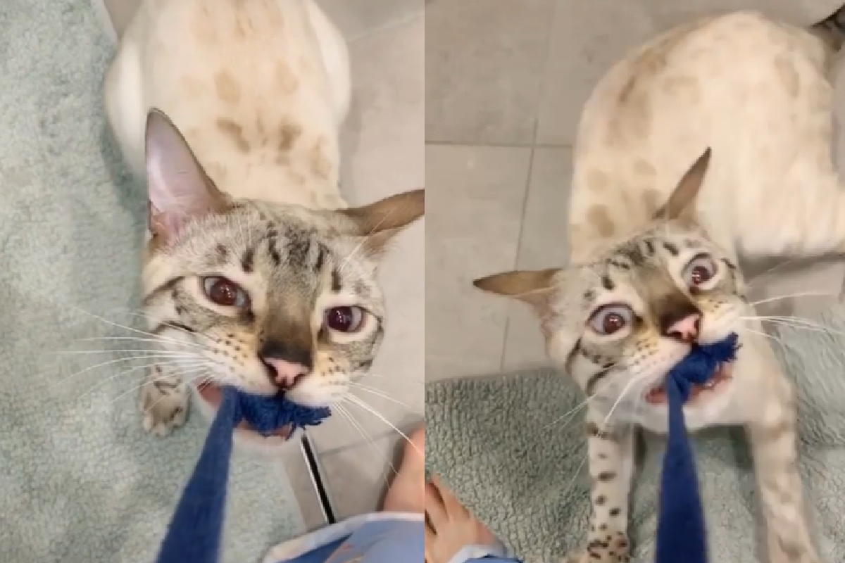 主人早上沒餵早餐，斑點白貓咬緊他「褲頭繩」催促！（圖／Instagram＠bengalwonderland）