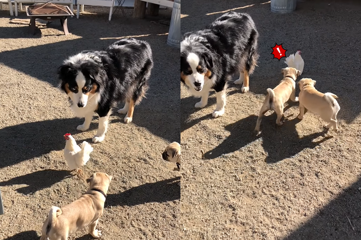 國外一隻咕咕雞被2隻小屁狗纏上，急得到處跑！（圖／翻攝自Youtube@ViralHog）