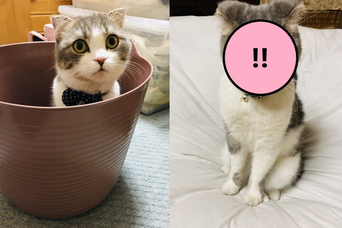 貓咪從衣櫥裡出來後，眼神都不一樣了（圖／twitter＠KOHAKU_CHACHA）