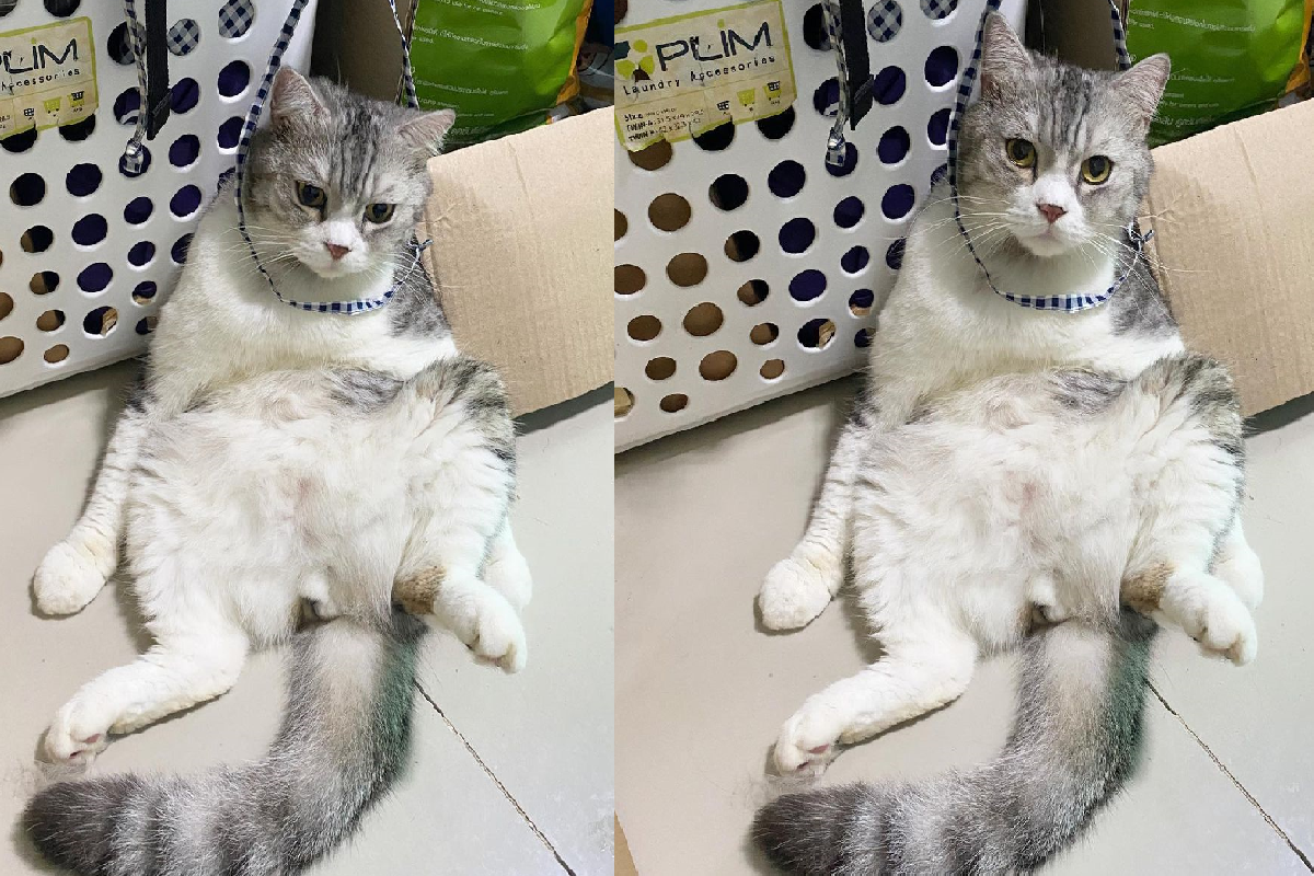貓貓「繩子套頭」大叔樣癱坐在地。（圖／Instagram＠forphone.cats）