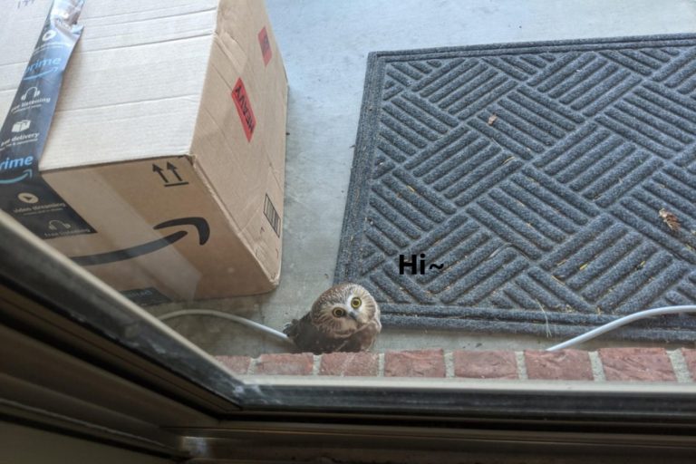國外一名網友收包裹時，發現「送貨員」竟然是一隻貓頭鷹！（圖／reddit@strocknar）