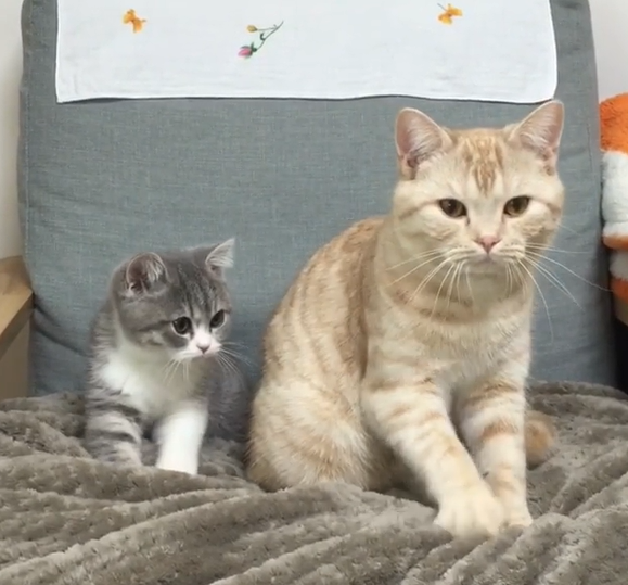 左邊是小寶寶Tongki，右邊則是哥哥豆腐！（正在一起踏踏）（圖／Instagram＠dooboo_cat）