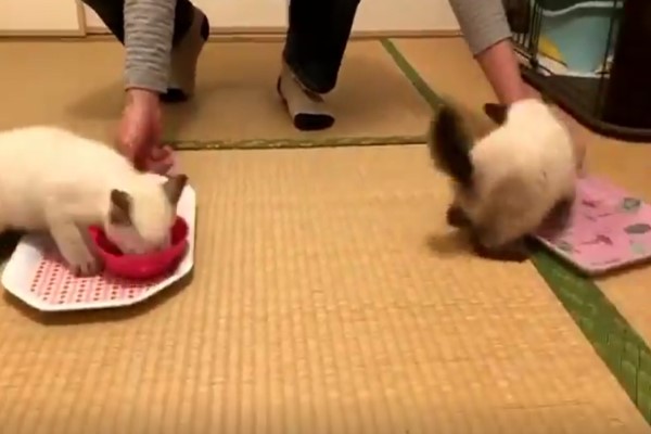 飯碗一放2隻小貓「暴風式亂咬」　網驚：是養到什麼了？