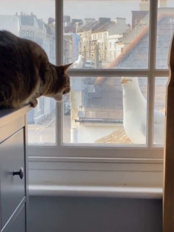 貓咪與海鷗隔窗「吵架」你一言我一句：來輸贏啊！