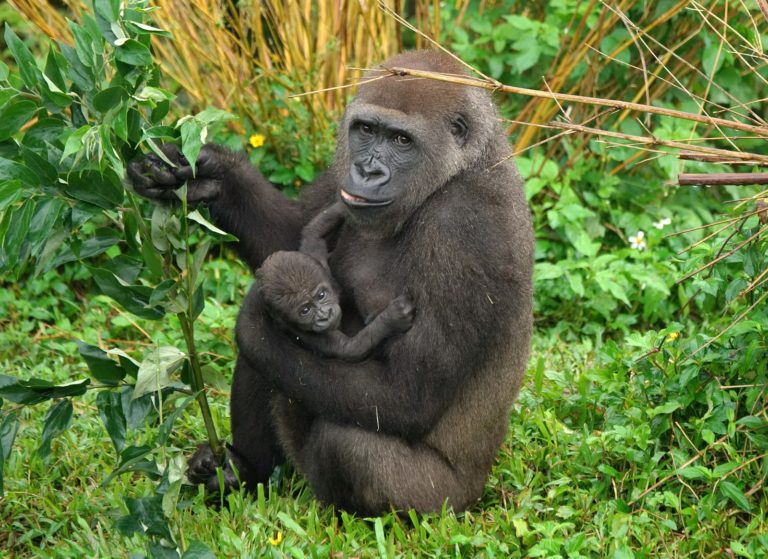 動物園喜迎「金剛寶寶」　命名活動開跑！