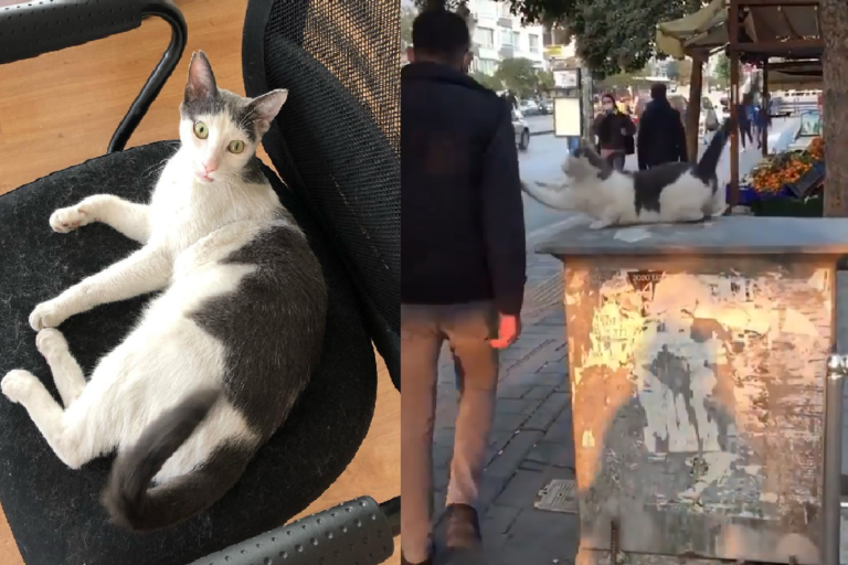 兇貓貓坐大街，路人經過都要先被「賞一拳」！（圖／Instagram@kardelen_cat）