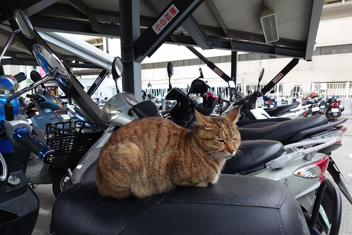 貓咪超愛「霸佔機車坐墊」？養貓族吐3關鍵。（圖／翻攝自PPT）