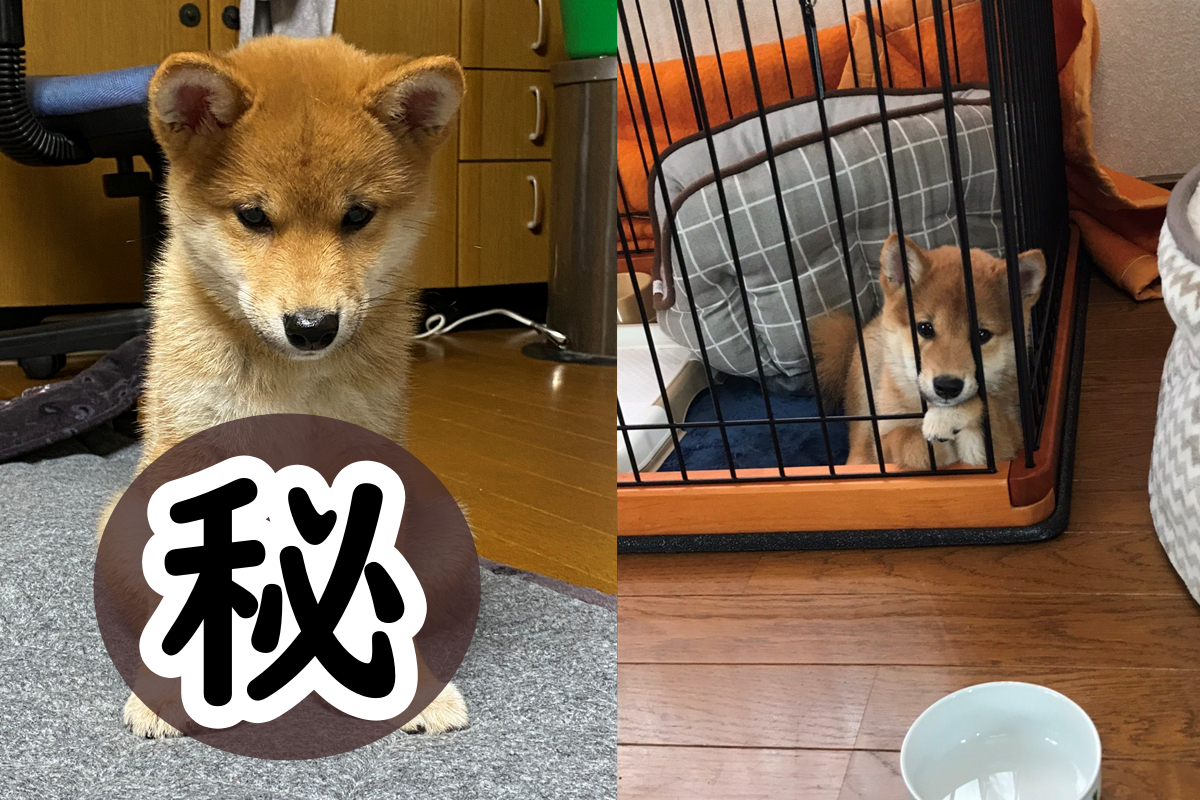 ▲日本一隻柴柴因搗蛋被唸，牠竟乖乖端坐著！（圖／Twitter@Ronbon_k）