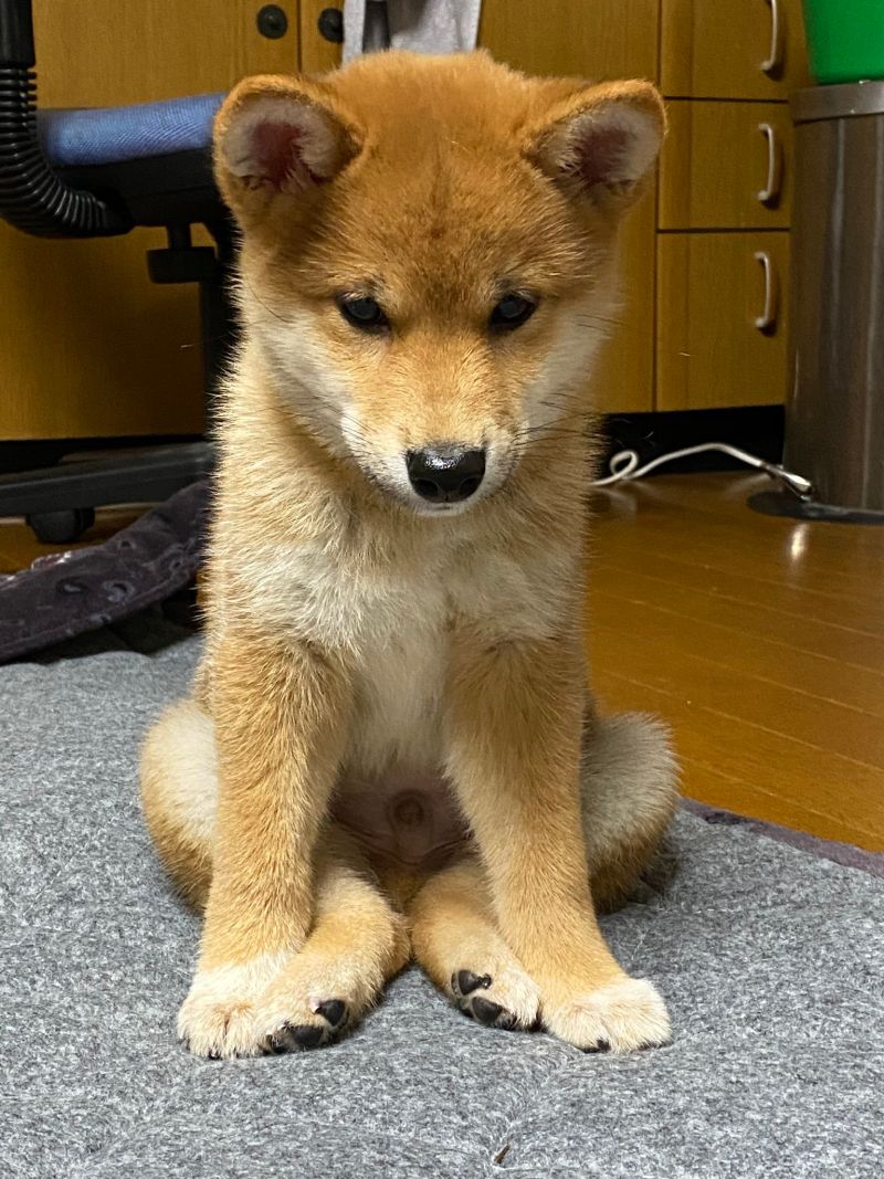 ▲當牠做錯事被唸,竟一屁股坐好挨唸(圖/Twitter@Ronbon_k)