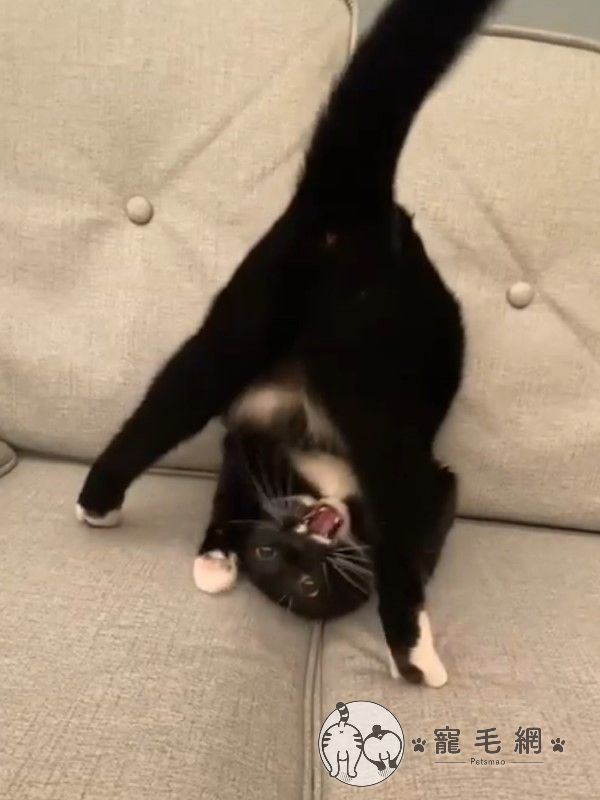 ▲什麼?!竟然出現「大法喵」!!(圖/IG@milkfei0828授權提供)