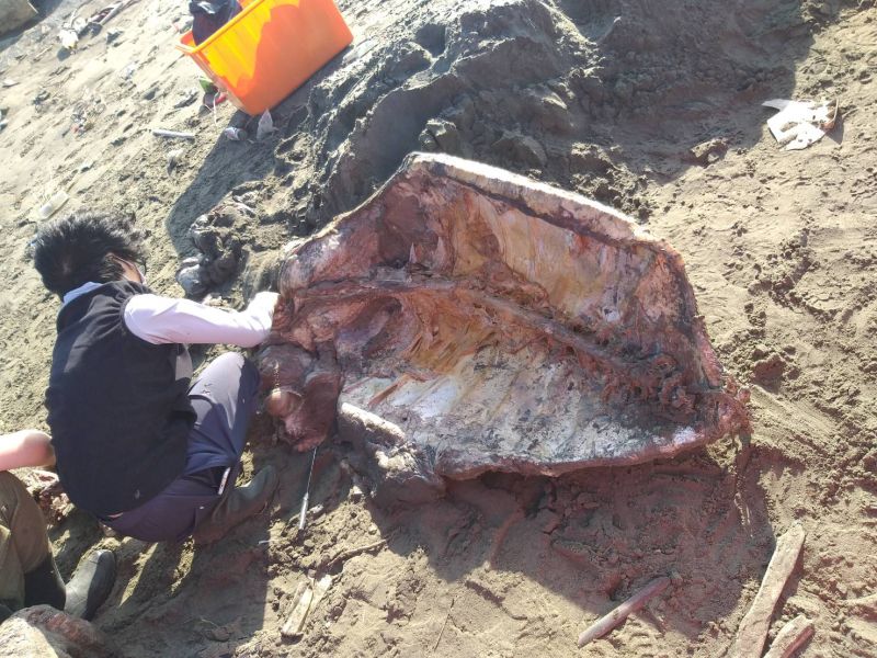 ▲在麥寮西北堤岸際發現死亡海龜。（圖／海巡署中部分署第四岸巡隊提供）