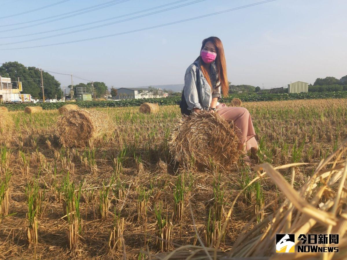 ▲田中鎮青農王崇仁專門免費收稻草再利用，捲起來的稻草意外成為農村美景，甚至吸引民眾拍網美照。（圖／記者陳雅芳攝，2020.12. 01）