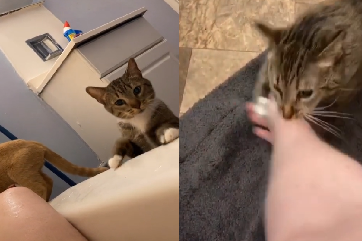 ▲虎斑貓誤認「泡澡中奴才」溺水，使出全力想救援（圖／TiKTok@sarahkelly9222）