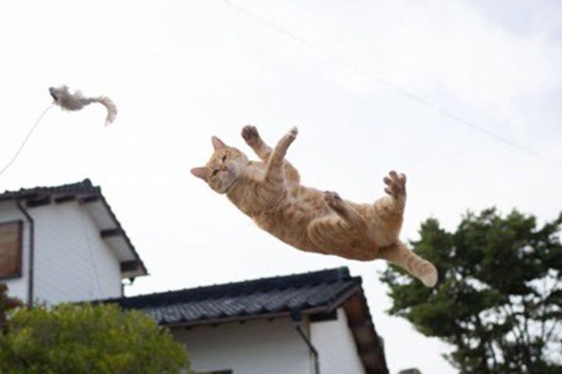 攝影師幻想拍出帥氣「跳躍貓咪」　看成果笑說：失敗了！
