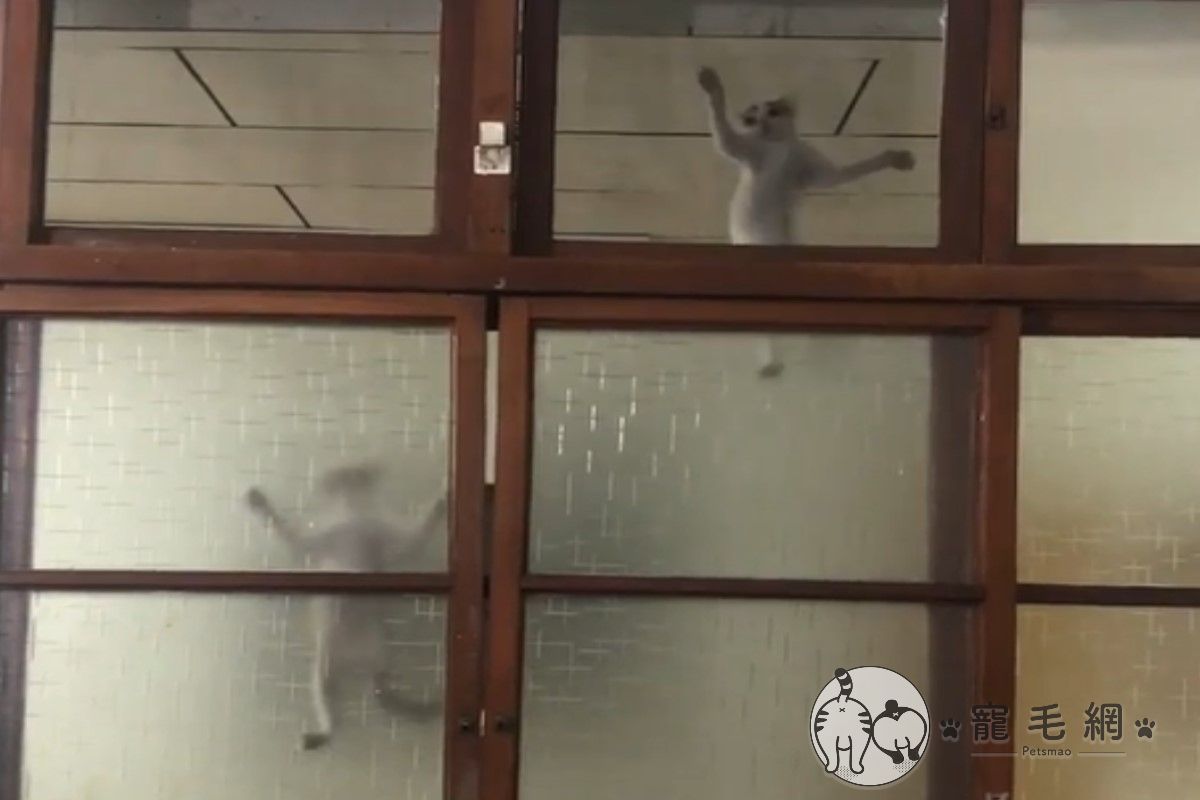 ▲網友江先生日前在貓咪社團投訴中途給他兩隻「大壁虎」（圖／IG@mu_maomi授權提供）