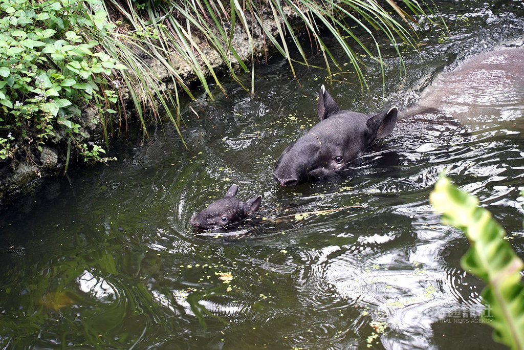 ▲台北市立動物園2日表示，馬來貘寶寶「貘豆」靠著自學勤練游泳，現在已能穩定繞著媽媽游上幾圈。（台北市立動物園提供）中央社記者陳昱婷傳真　109年12月2日