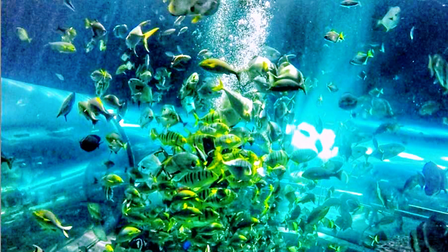 ▲ 三地集團董事長鍾嘉村正式與富邦集團簽約，合作打造「高雄海洋館」。（圖／屏東海生館提供）