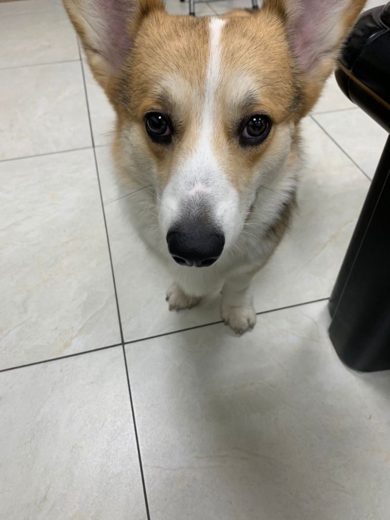 ▲詐騙集團為躲避檢警查緝,還會派員牽著柯基犬外出巡邏探查。(圖/記者李春台翻攝)