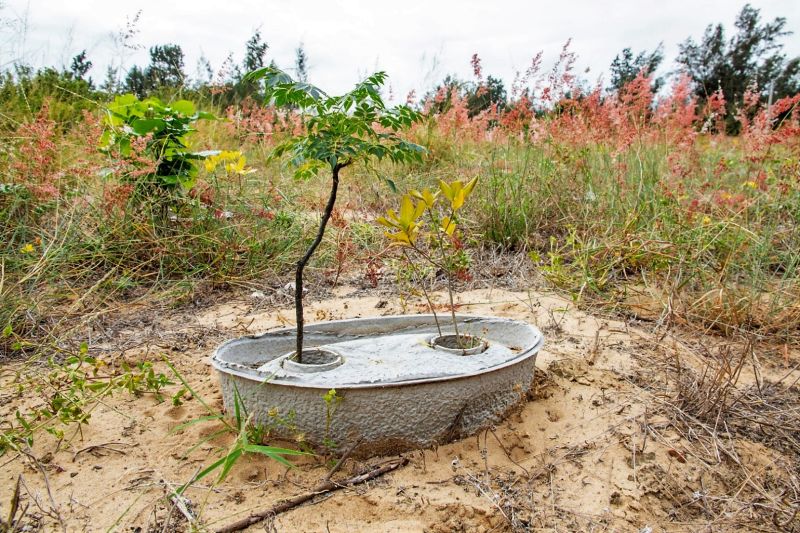 金門林務所試驗「水寶盆」成效良好　苗木存活率高達七成
