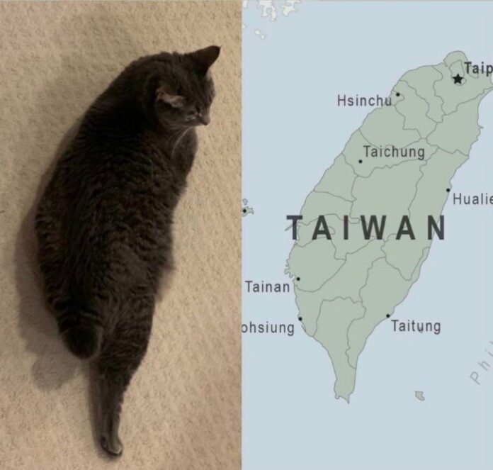 貓咪嫵媚姿勢一夕爆紅　老外驚呼：台灣最萌吉祥物
