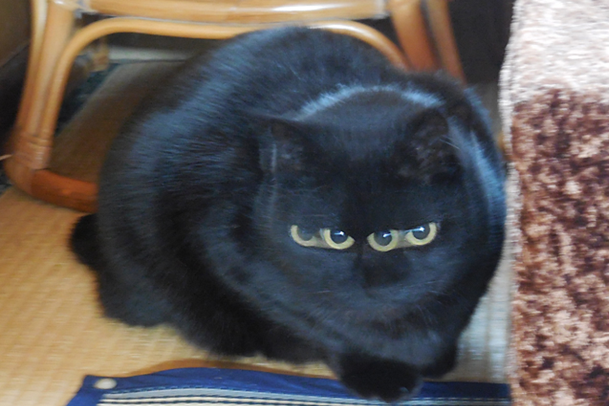 ▲日本網友發起失敗照活動，寵毛特別集結寵物失敗照特輯！（圖／Twitter@KusunoTohiro）