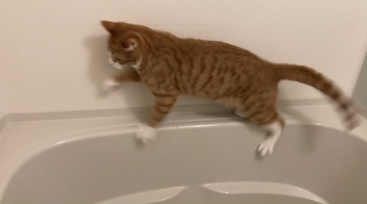 ▲推主@inarinikki：以為可以走在浴缸上，卻不小心腳滑的橘貓！（圖／Twitter@inarinikki）
