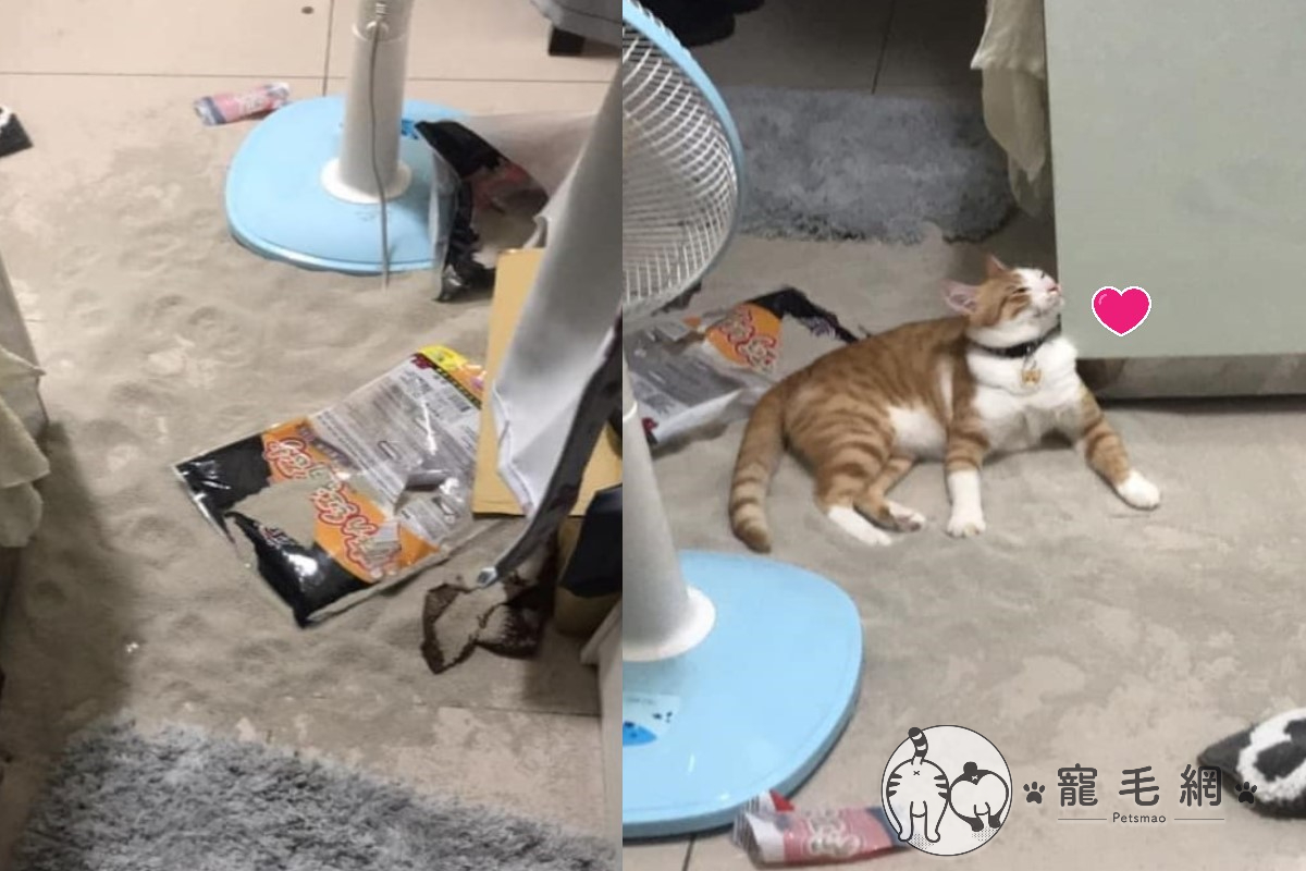 ▲橘白貓趁奴才不在竟然在房間「製造沙灘」（圖／IG@_orange_mi_授權提供）