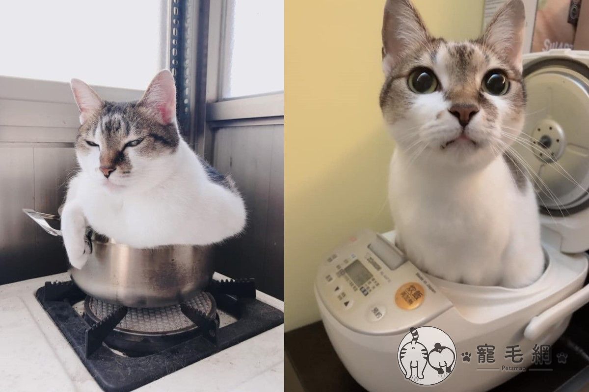 ▲貓咪「陳小鐵」從窩鐵鍋升級到窩電鍋！（圖／網友Fion Chen授權提供）