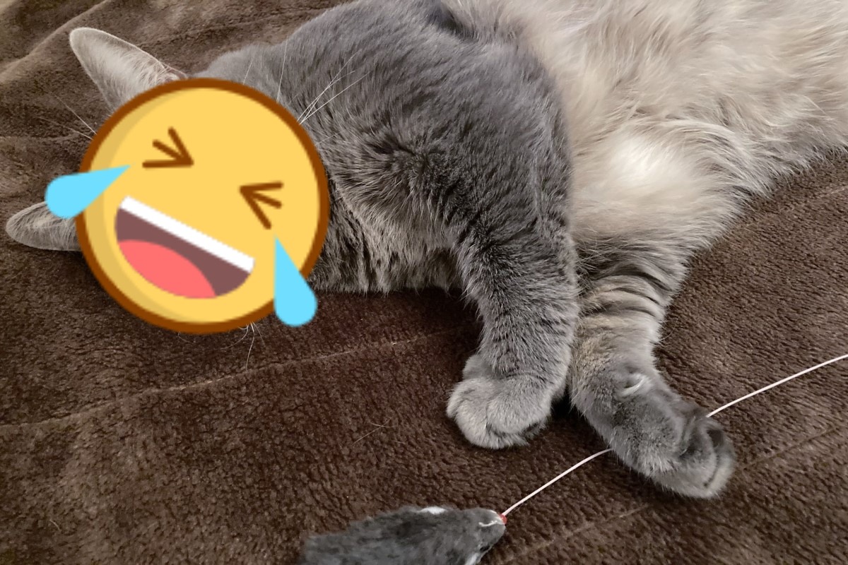 ▲日本一隻灰貓第一次使用電熱毯感到好驚訝（圖／twitter@agurisagimori）