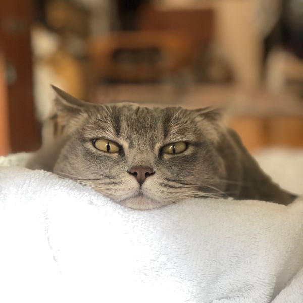 ▲「Guri（グリ）」是一隻有些「份量」的灰貓，總是喜歡躺在舒適的地方發呆（圖／twitter@agurisagimori）