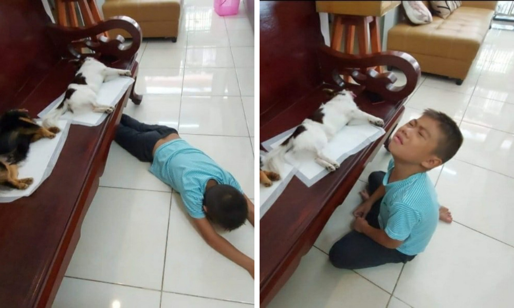 ▲這名泰國飼主近日帶著家裡養的兩隻狗狗去做結紮手術，手術後麻藥尚未消退的兩隻吉娃娃癱在獸醫外的椅子上一動也不動。（圖／翻攝自臉書）