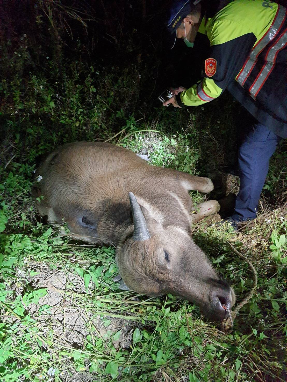 ▲台鐵表示，傍晚花蓮發生區間車撞牛意外，經緊急搶修後，已恢復正常通車。（圖／台鐵提供）
