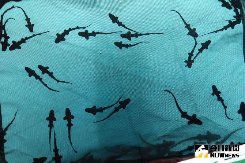 ▲澎湖縣水產種苗繁殖場最近成功復育300隻可愛的「狗鯊寶寶」，這幾隻剛出生的小狗鯊躲在遮蔽物下方，快樂優游著模樣相當討喜。（圖／記者張塵攝，2020.12.07）