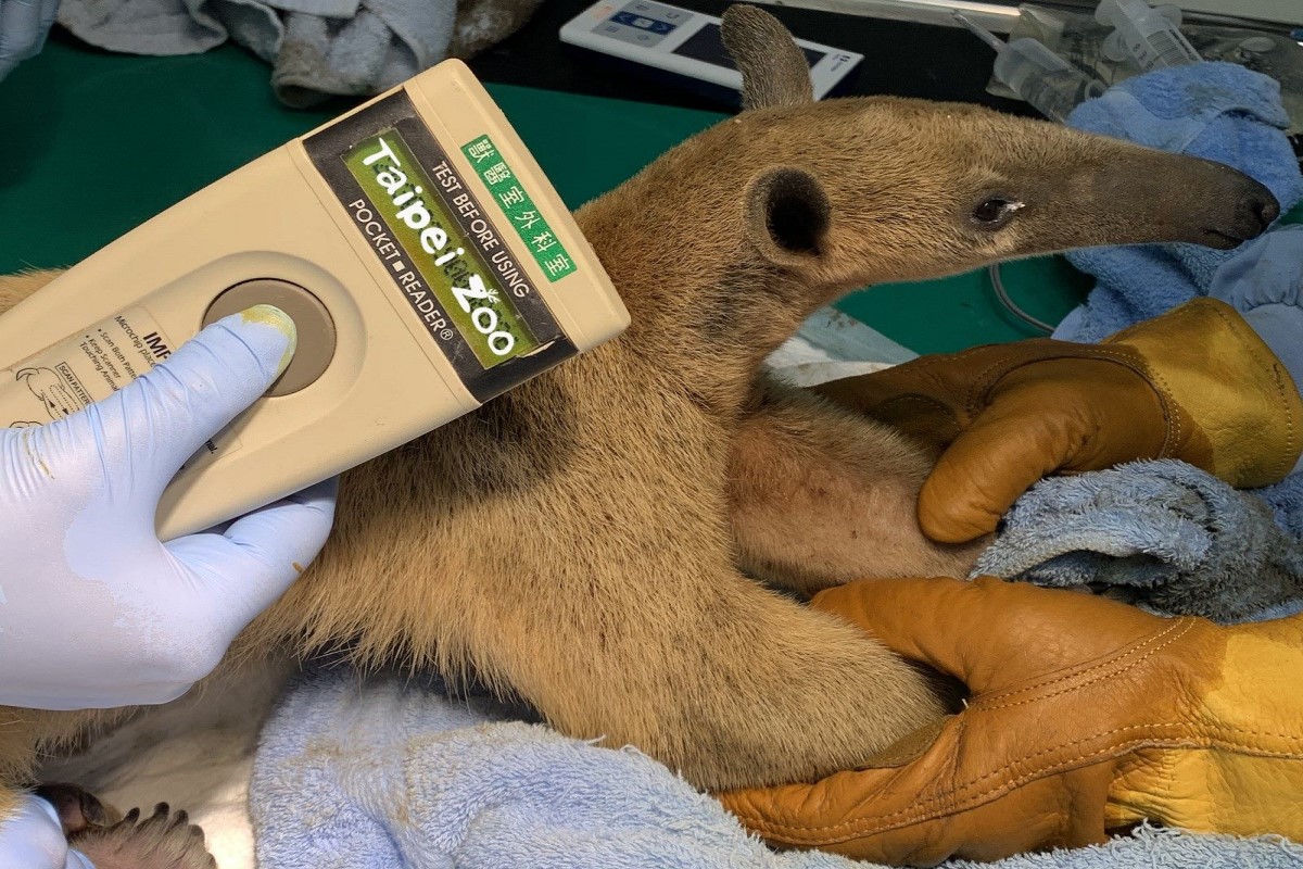 ▲從台北市立動物園逃脫的小食蟻獸媽媽「小紅」終於回家了，正掃瞄晶片確認小紅身份（圖／翻攝自Taipei Zoo 臺北市立動物園官網）